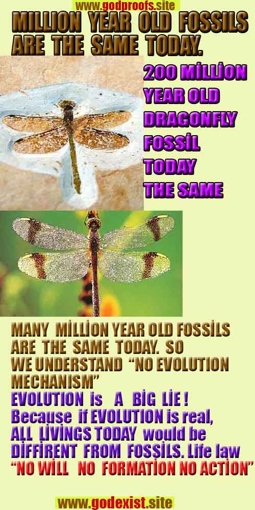 god is real, god exists here proofs, god's proofs, proofs of god, evidences of god, proofs-god, evidences-god, signs-god 