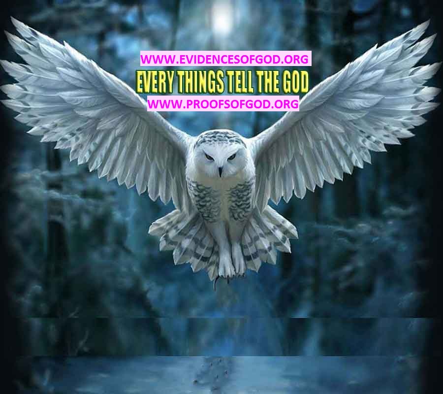 god is real, god exists here proofs, god's proofs, proofs of god, evidences of god, proofs-god, evidences-god, god 